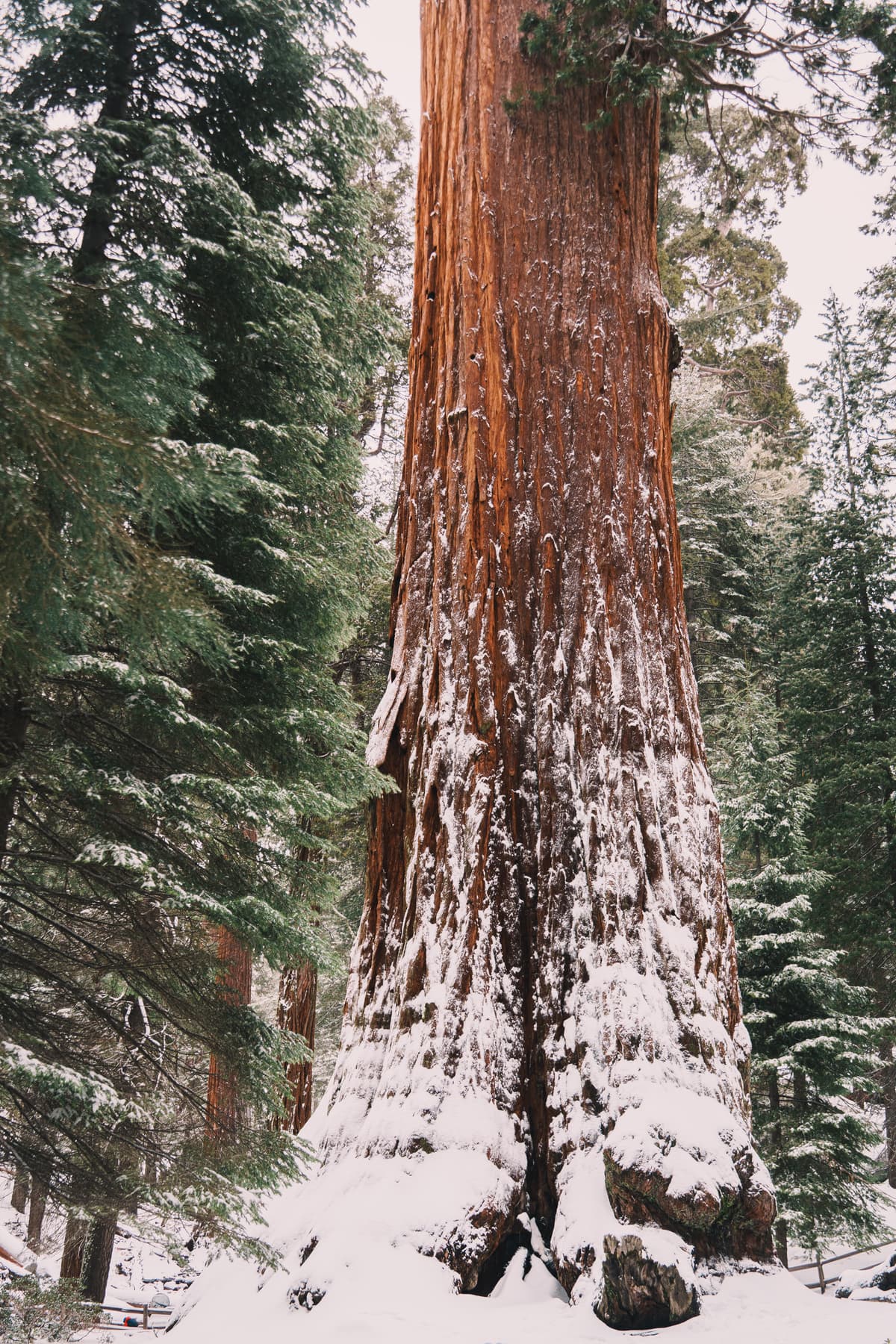Yosemite & Sequoia