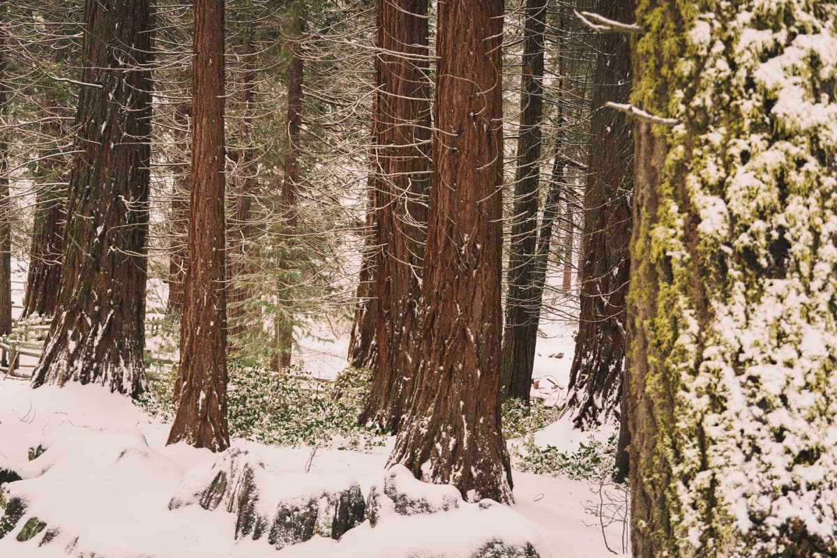 Yosemite & Sequoia