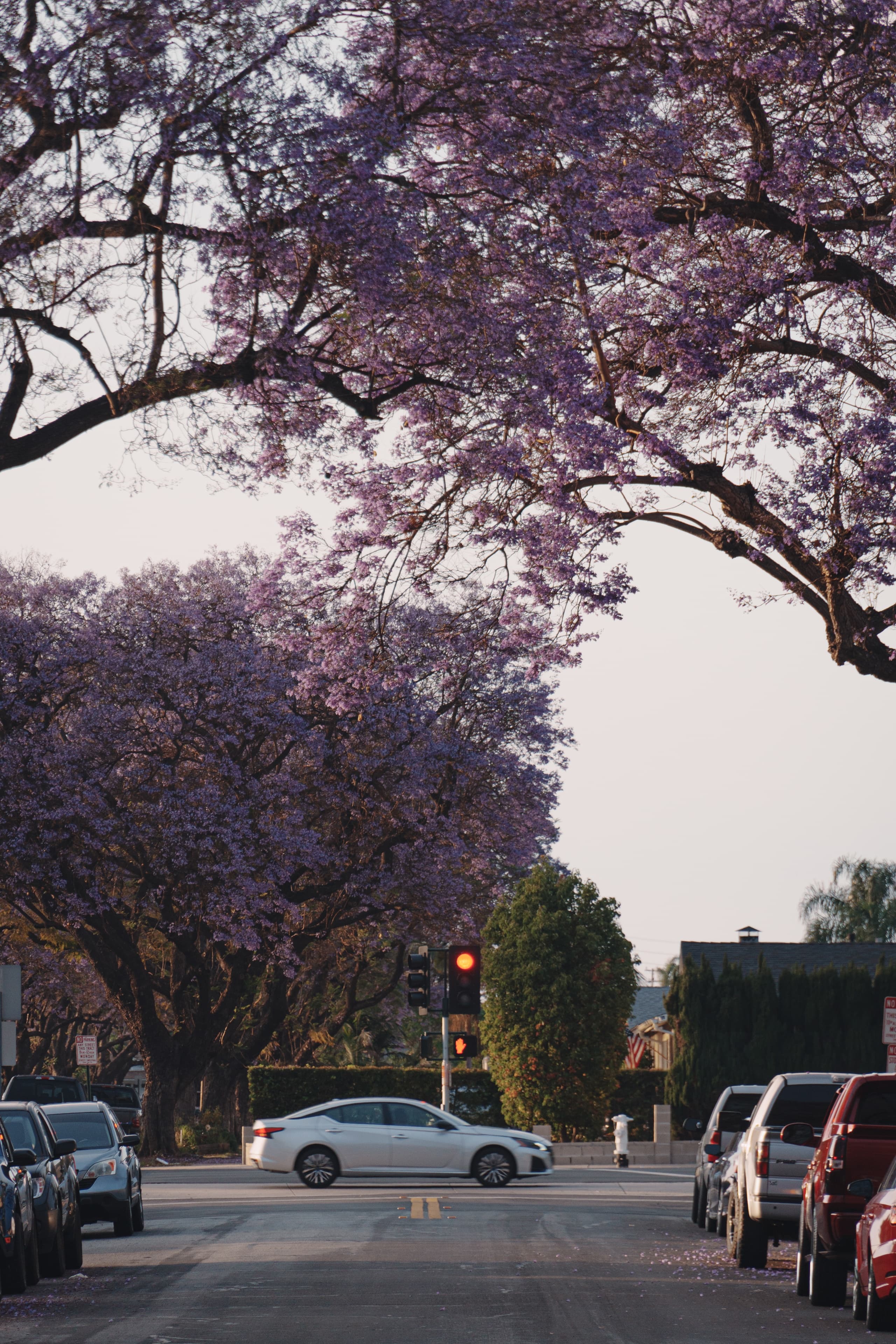 Spring Thief