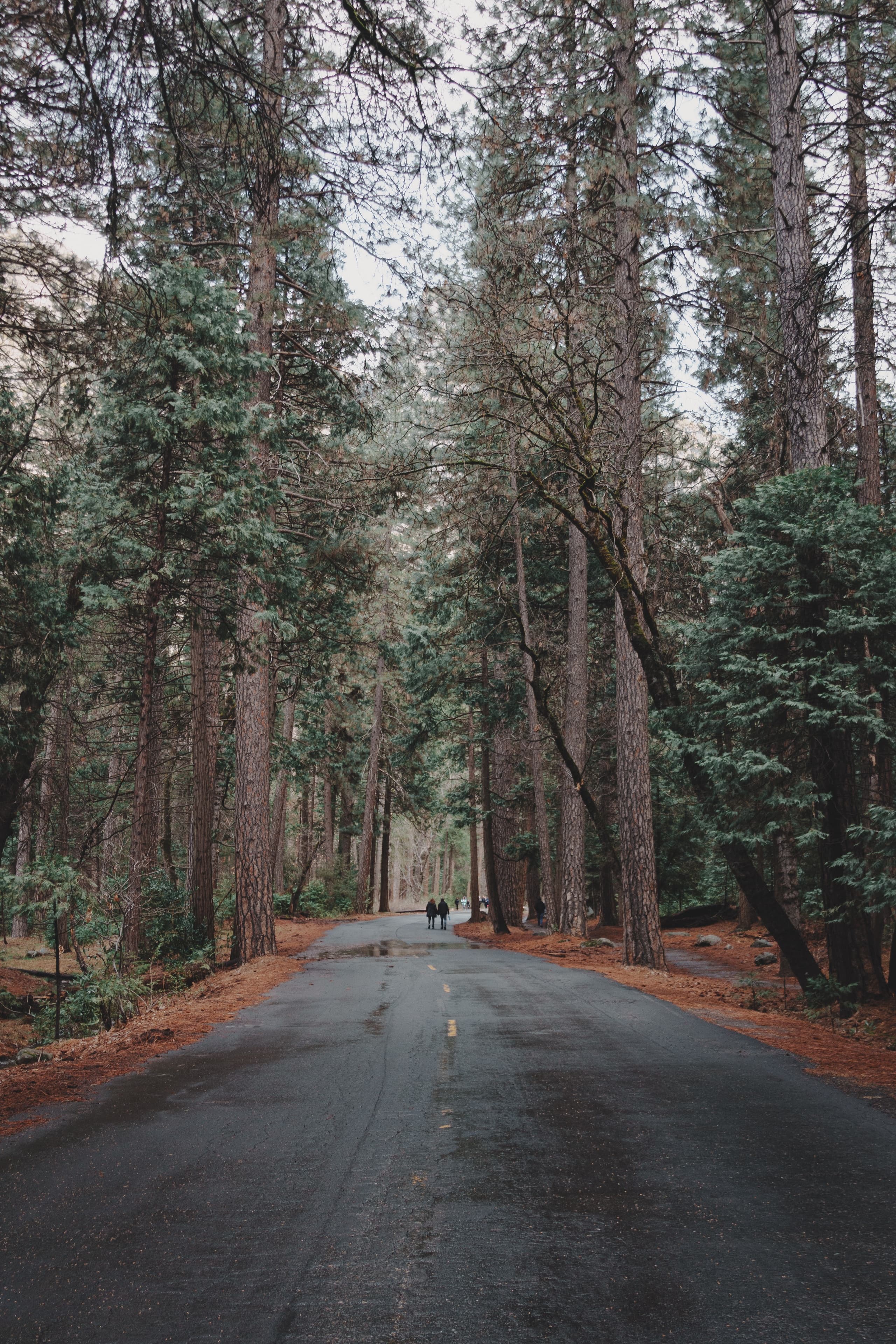 Yosemite & Sequoia
