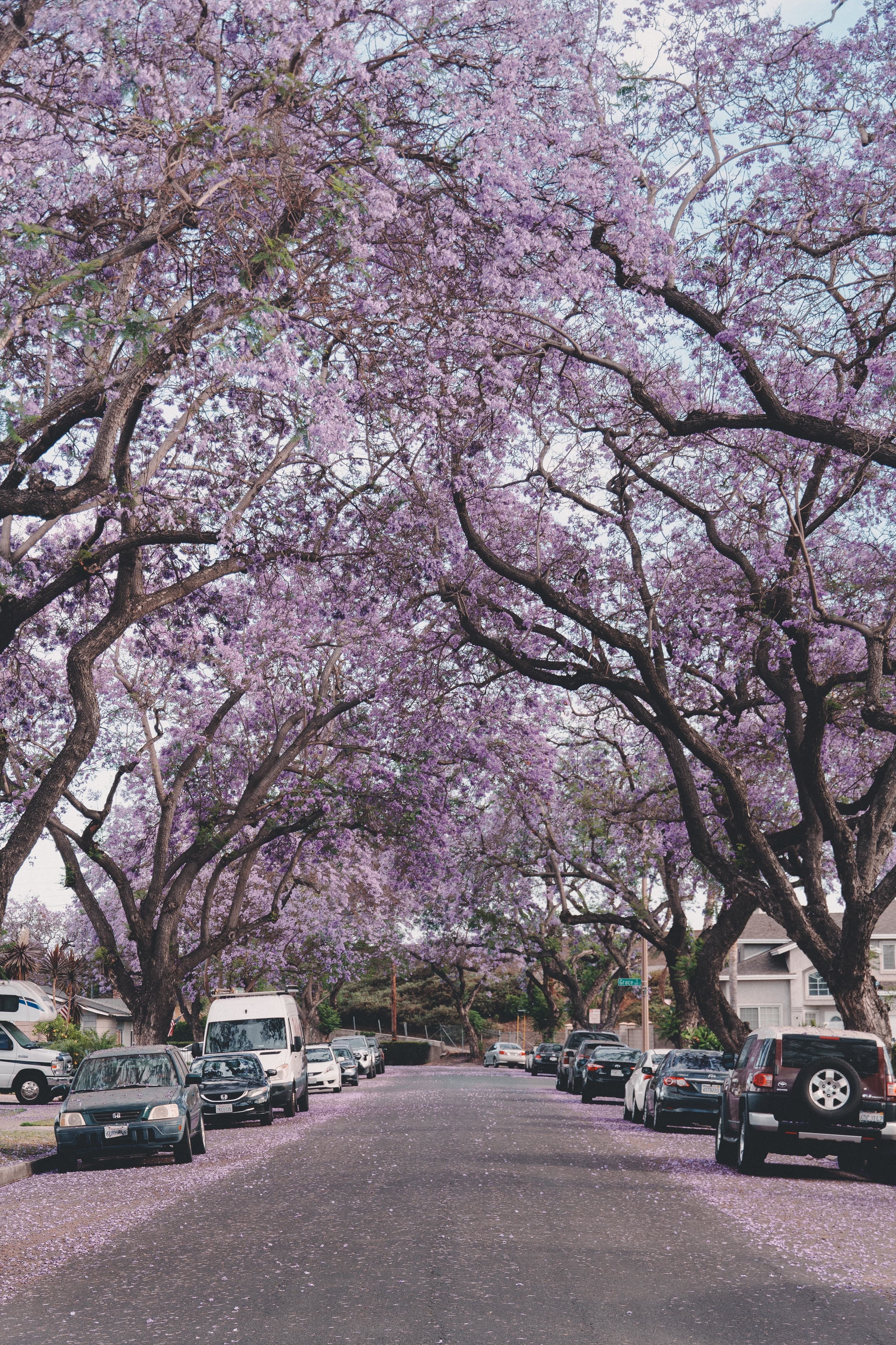 Spring Thief