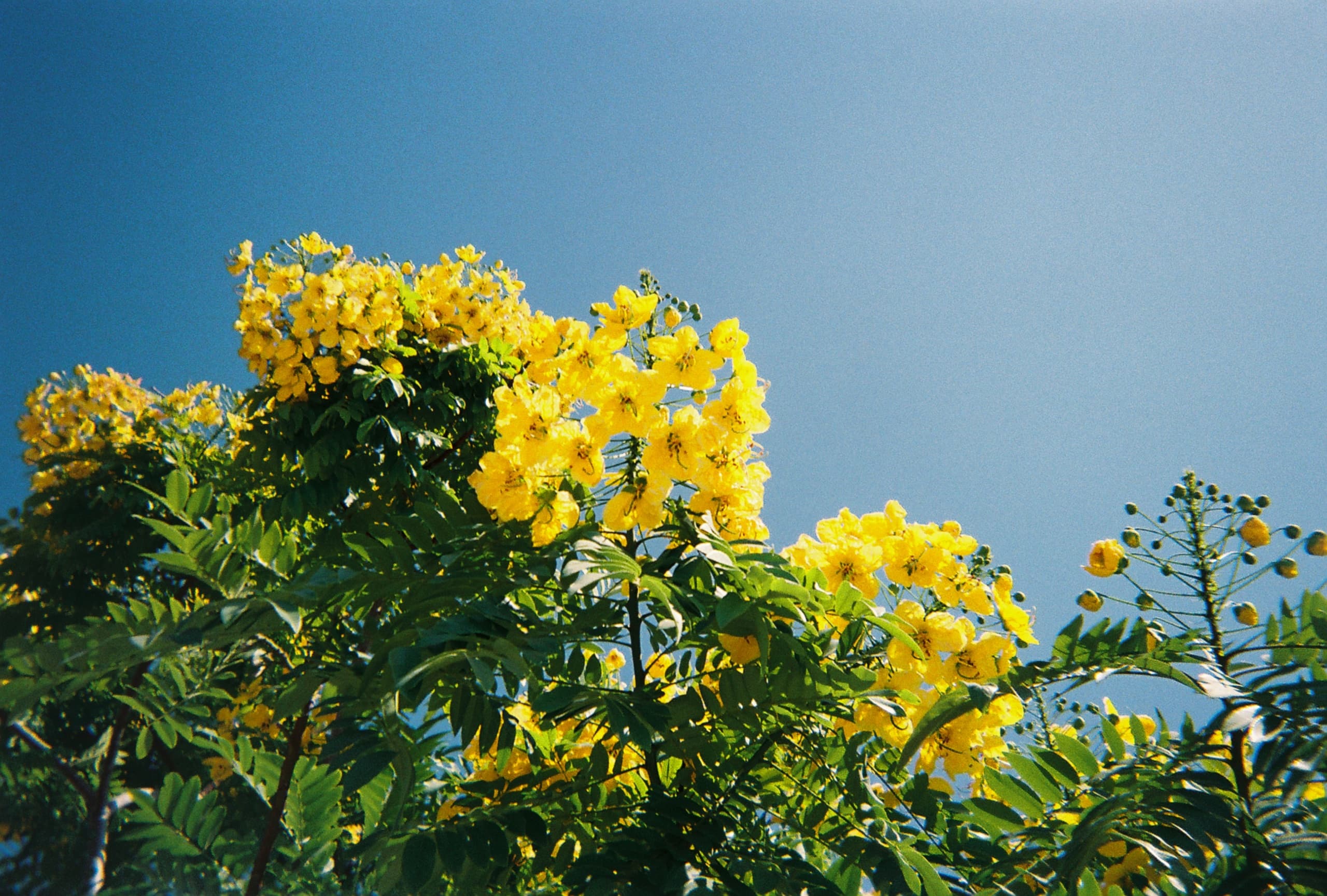 '25 Summer On Film